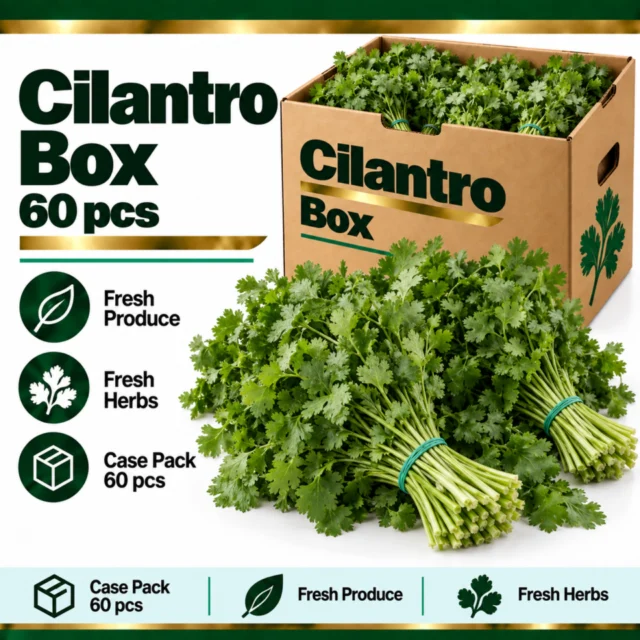 Cilantro Box (60 pcs)